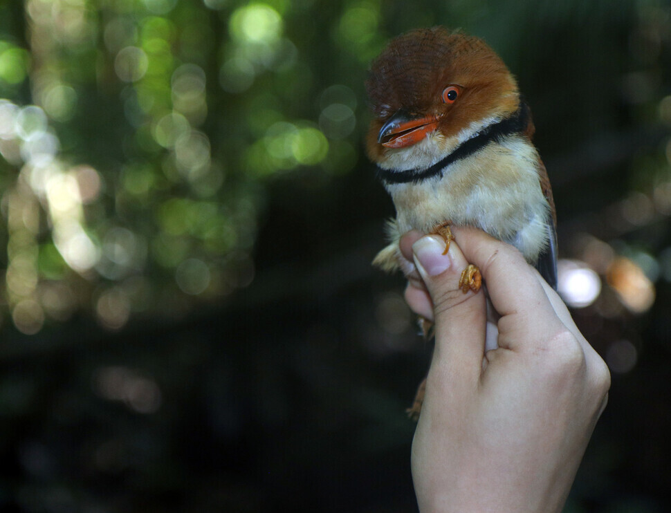 The collared puffbird is one of the birds that inhabits the Amazon rainforest that has been found to be shrinking. (photo by Vitek Jirinec)