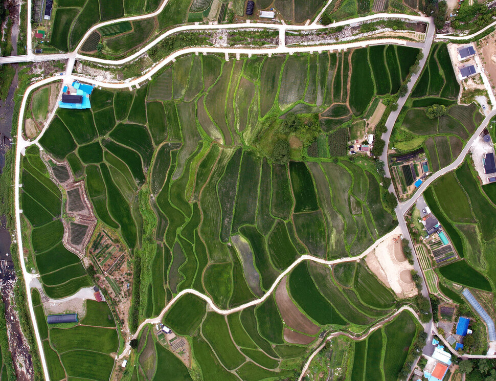 A terrace rice paddy in Haman County, South Gyeongsang Province, that is currently being cultivated for the “Terrace Rice Paddy Guardian Project” (Park Jong-shik/The Hankyoreh)
