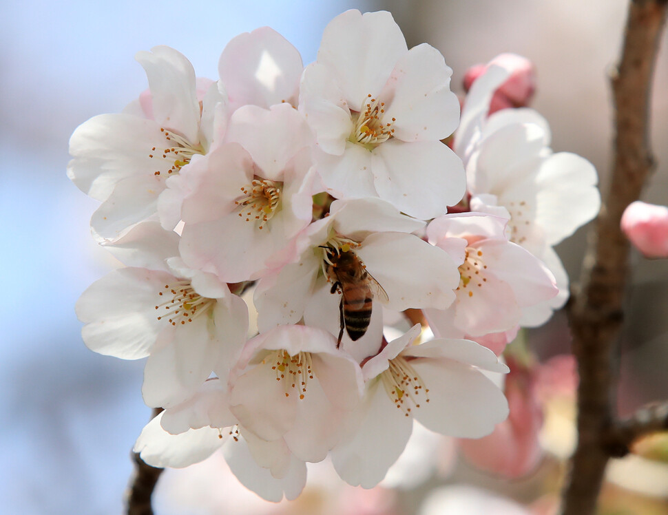 5일 속초지역 한 관공서 정원의 개화한 벚꽃에서 벌들이 분주히 움직이고 있다. 연합뉴스