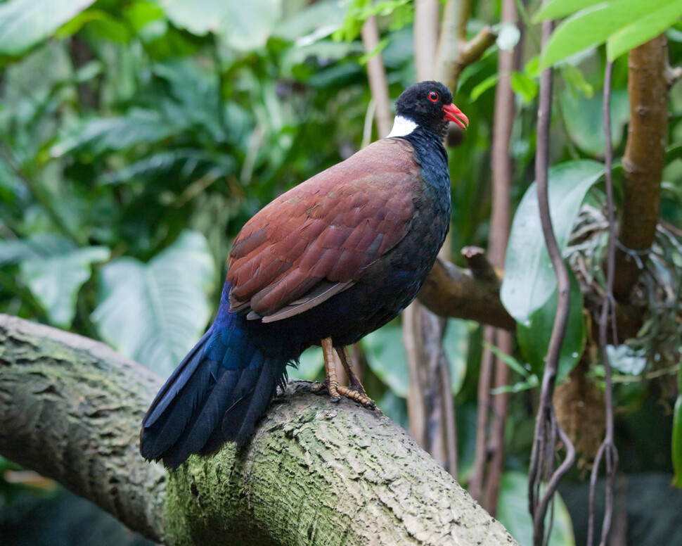 파푸아뉴기니에 서식하는 꿩비둘기는 목 깃털의 색깔이 다른 4가지 아종으로 나뉜다. 사진은 흰목꿩비둘기. 그레그 흄, 위키미디어 코먼스 제공.