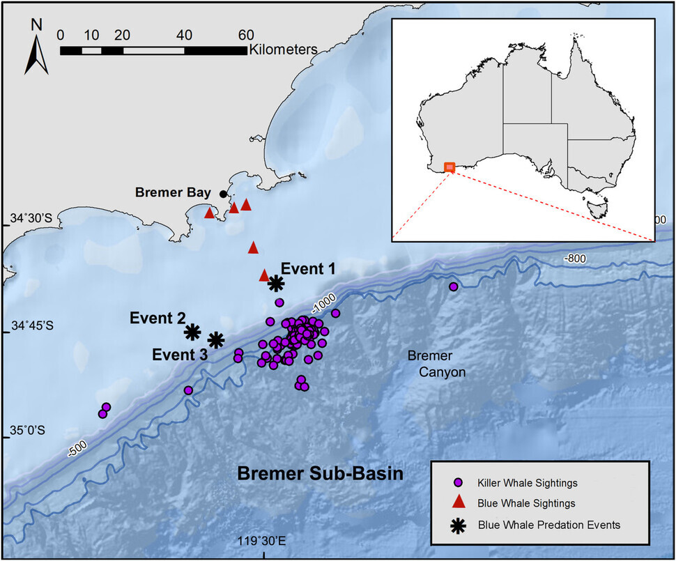 A diagram showing where orcas were found to be hunting blue whales. (courtesy of John Totterdell et al.)