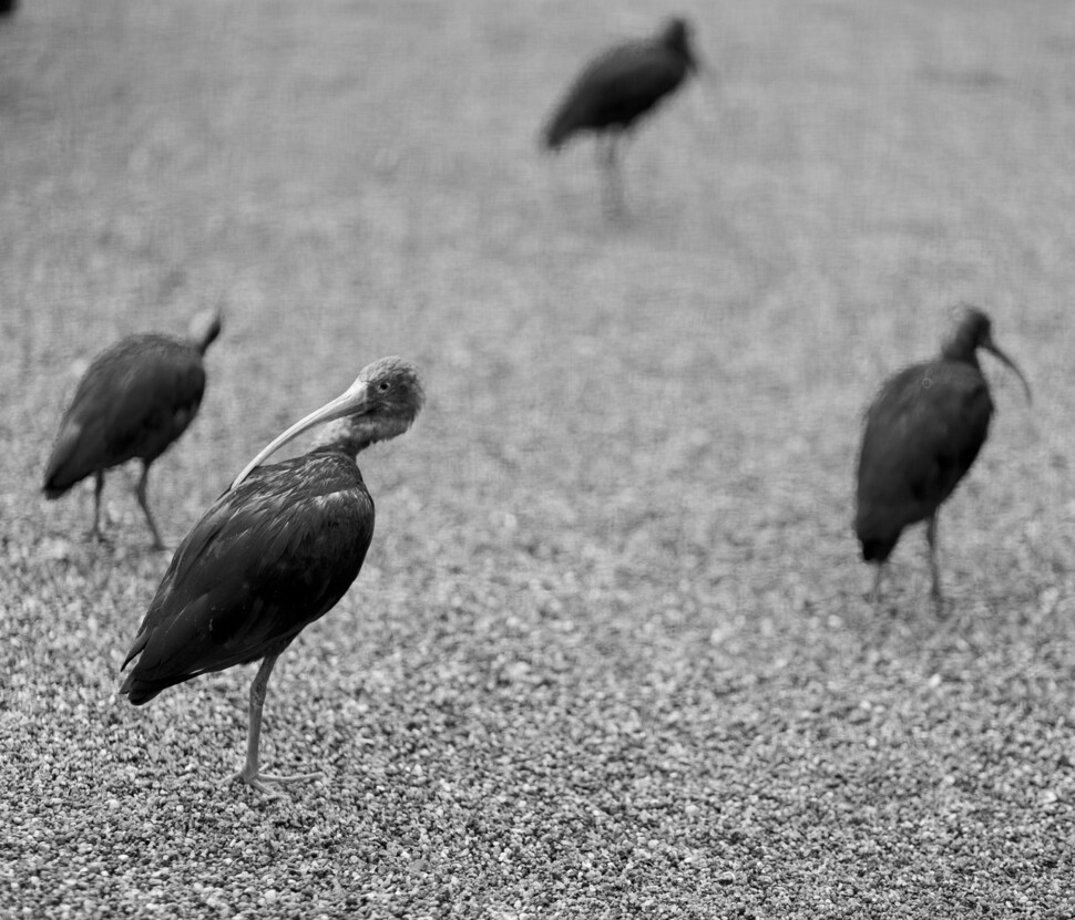 아쉽구나, 너의 붉디붉어 황홀한 깃털 옷을 이 사진으로는 보여줄 수 없다는 사실이. 너를 보는 순간, 곧바로 노래 한 곡이 떠올랐지. 보일 듯이 보이지 않고, 잡힐 듯이 잡히지 않는 너희를 그린 우리 옛 노래. 겨울철새인 ‘우리 따오기’와 달리 홍따오기 너는 열대우림에 산다지. 2008년 독일 함부르크 하겐베크 동물원.