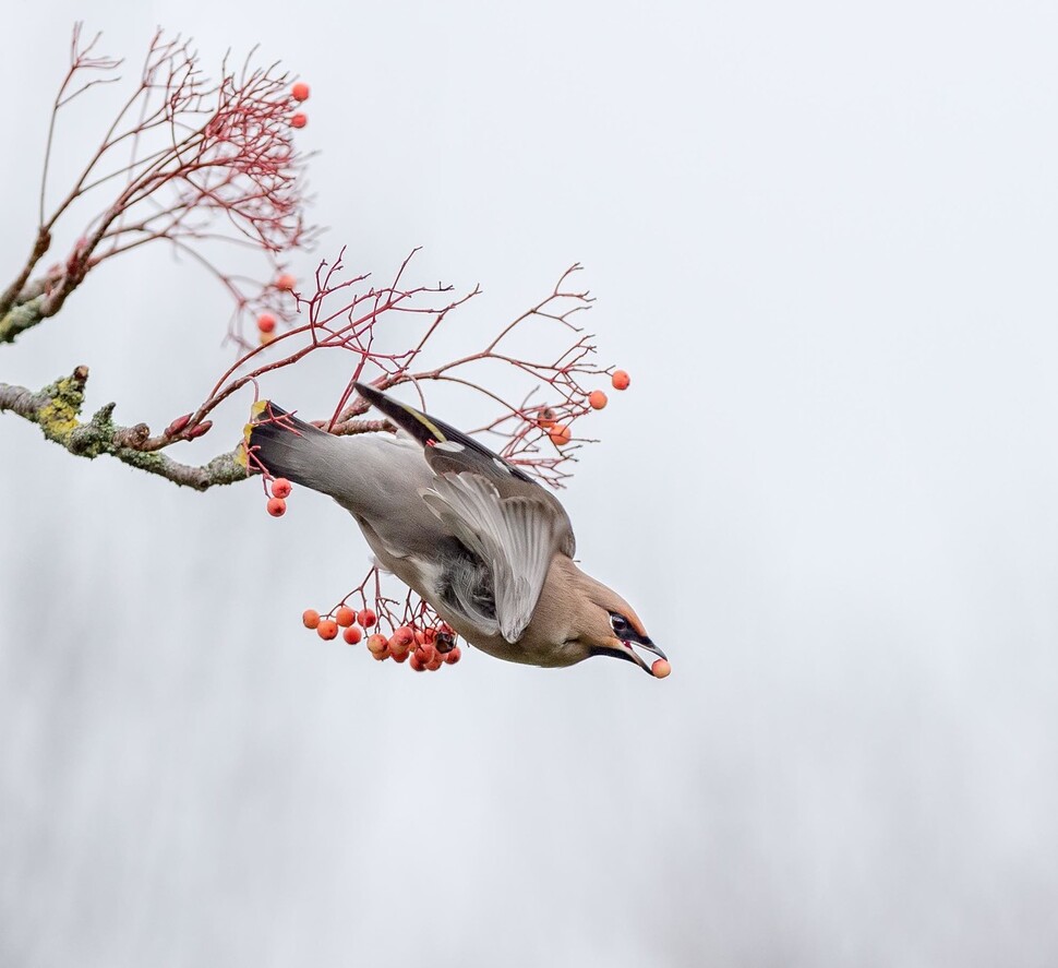 황여새(보헤미안 왁스윙)가 부리에 과일을 물고 날아오르고 있다. ‘사이언스’ 제공(Christine Johnson 촬영)