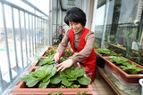 ‘都市農夫’ 残飯で生態循環輪 復活