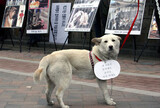 また火が付いた「犬肉」合法化議論