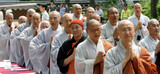 曹渓宗僧侶 半数 