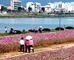 堰をなくし水質生かした太和江