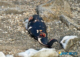 絶滅危機 小型イルカ、セマングム防潮堤 内側で大量死