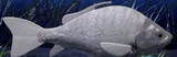 ‘MB ロボット魚’刺身を切った国会環境労働委