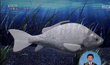 ロボット魚が‘あきれた’
