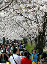 [フォト] もう桜の花が咲きました