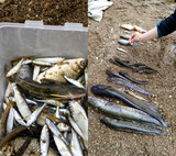 サムスン電子工場近くの川で魚の群れの死骸、環境団体調査で発がん物質検出