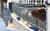 猛威振るう口蹄疫に韓国畜産農家で広がる4年前の悪夢