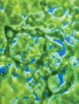 [週刊ハンギョレ21] “４大河川”で肝臓癌誘発毒素を検出