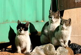 野良猫の繁殖防止にホルモン剤注射　農林畜産部がワクチン開発を発注
