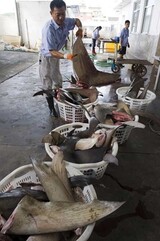 大統領府「フカヒレ料理」の波紋、特級ホテルへ飛び火