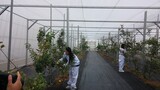 遺伝子組み換え作物「国民のコンセンサスなければ商用化せず」