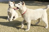 動物保護団体「朴槿恵が遺棄していった大統領府の珍島犬の保護者を探します」