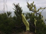 「セウォル号が発ってもここを離れられない」東巨次島に残る遺族たち