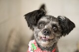 保護犬をファースト・ドッグに