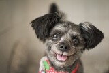 保護犬の「トリ」と保護猫の「チンチンイ」大統領府の家族に