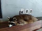 「動物カフェ」動物はストレス、人間は病気感染の恐れ