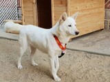 金正恩委員長が贈った豊山犬コミとソンガンが大統領府にやって来た