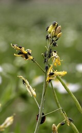 遺伝子組み替え“怪物菜の花”、拡散させた原因は農林食品部だった