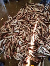 天然物が獲れ養殖が消えた…高城沖のスケソウダラのミステリー