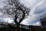 警察の銃弾と武装隊の竹槍で壊れた体…「なぜ私は４・３後遺障害者でないのか？」
