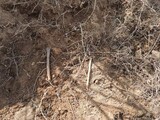 南側単独での発掘作業後、ファサルモリ高地で初めて遺骨発掘…「今年初めて」の意味