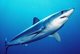 「絶滅のおそれ」ワシントン条約でサメ・エイを国際保護…日本「引き続き操業が重要」