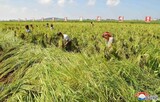 北朝鮮、台風被害復旧が先…静かに過ぎた「共和国創建記念日」