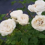 新たに誕生したこのバラの花言葉は「性奴隷被害を記憶する」