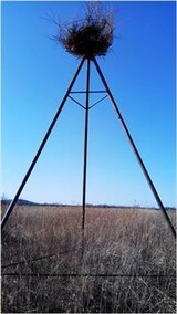 「気候変動で絶滅の危機」 コウノトリのため、ロシアに人工の巣