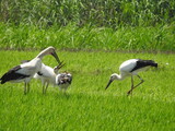 コウノトリは南北を行き来する…８７羽が野生に