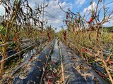 「朽ち果てた畑」にため息ばかり…異常気象で食卓の野菜価格も高騰