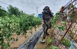 大雨で田に流れ込んだ地雷…鉄原の農家、稲刈りできず地団太