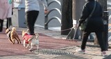 韓国でもコロナ感染ペットを初めて確認