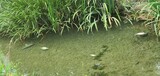 ７月の猛暑で漢江の水温が最高３.１度上昇…「気候変動で魚が大量死」