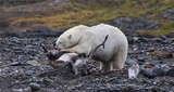 氷解けアザラシ逃したホッキョクグマ、トナカイ狙う