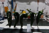 宇宙で食べる青トウガラシ、どんな味？