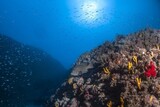 気候変動に対応できない人間…動物たちはすでに生き方を変えつつある