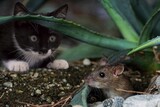韓国の教授たちが選んだ今年の四字熟語「猫鼠同処」…「猫とネズミが手を組んだ」