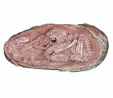 ７千万年前の恐竜の赤ちゃん、完璧な形で発見