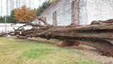 植民地時代の独立闘士の「恨」が染みついた「慟哭のポプラ」、倒れた状態で保存へ