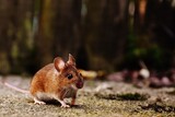中国の研究チーム「オミクロン株、ヒト→ネズミ→ヒトと宿主を変えた」