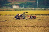 「韓中日、オゾンで穀物収穫量が減少し年間７５兆ウォンの被害」