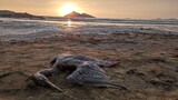 ［写真］油まみれで死んだ海鳥…ペルー「２１の海岸で接近制限」