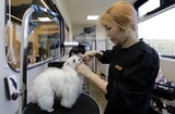 ［インタビュー］トリマー資格試験で追い出された韓国の障害者、差別を断ち切る